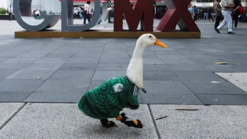 Merlín, el pato viral, ya es embajador de FIFA en el Mundial en CDMX