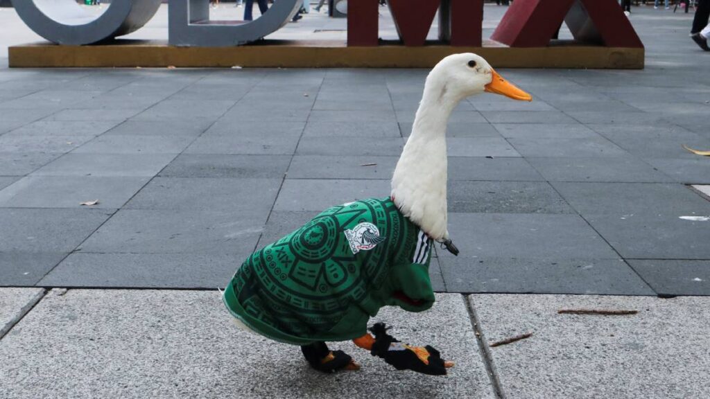 Pato Merlin