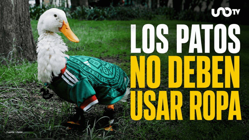 El otro lado del fenómeno viral del pato Merlín en el Mundial 2026