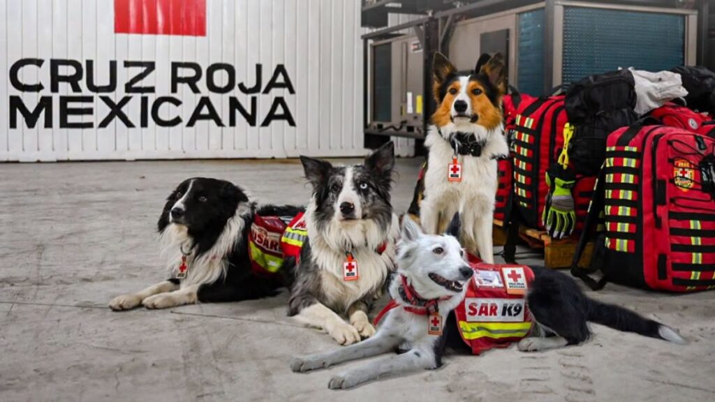 Perros De Cruz Roja Trabajan Para Rescatar Personas En Venezuela Por Sismo