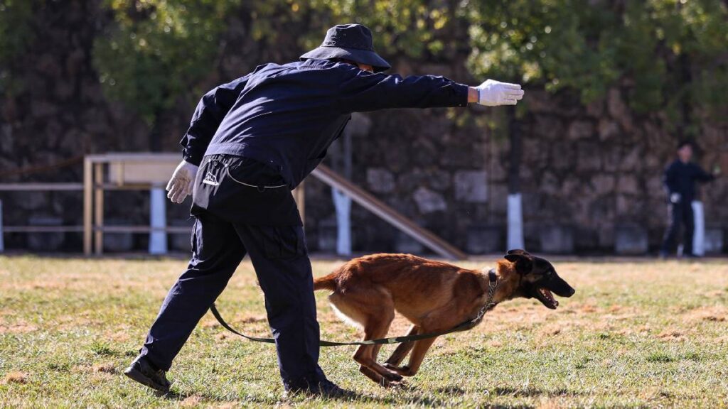 perros detectores en Galápagos