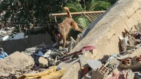 De perros a canarios: los videos de mascotas rescatadas que conmueven tras los terremotos en Venezuela