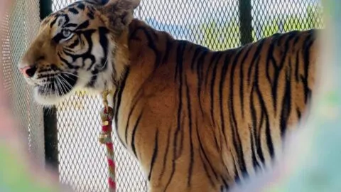 Buscan a tigre que escapó en Tepetlaoxtoc; autoridades piden no acercarse