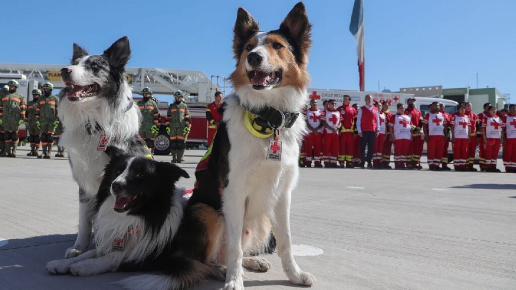 Perros rescatistas mexicanos viajan a Venezuela tras los sismos. Foto: Cuartoscuro