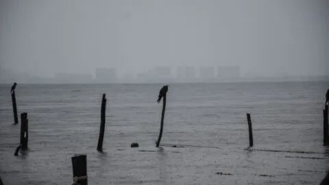 Alertan por posible ciclón tropical en el Pacífico; estos estados podrían verse afectados