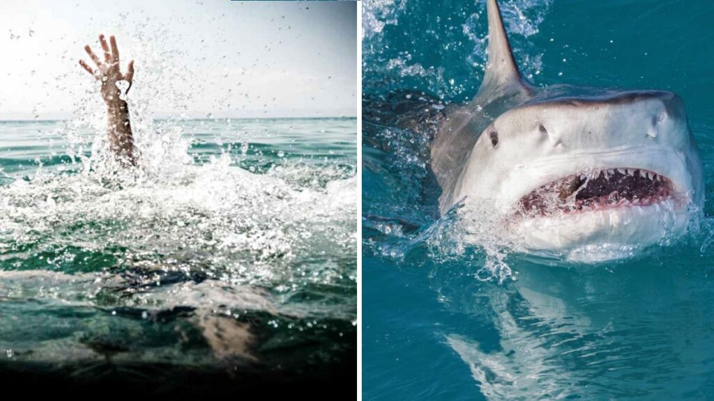 Dos ataques de tiburón en 24 horas dejan heridos en Brasil. Foto: Getty
