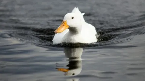 El Pato Merlín se convierte en la mascota no oficial del Mundial en CDMX