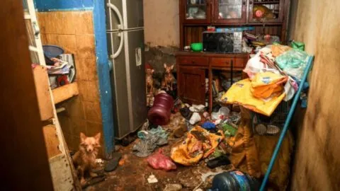 Rescatan a 14 perros y gatos víctimas de maltrato en Oaxaca; tres tenían sarna