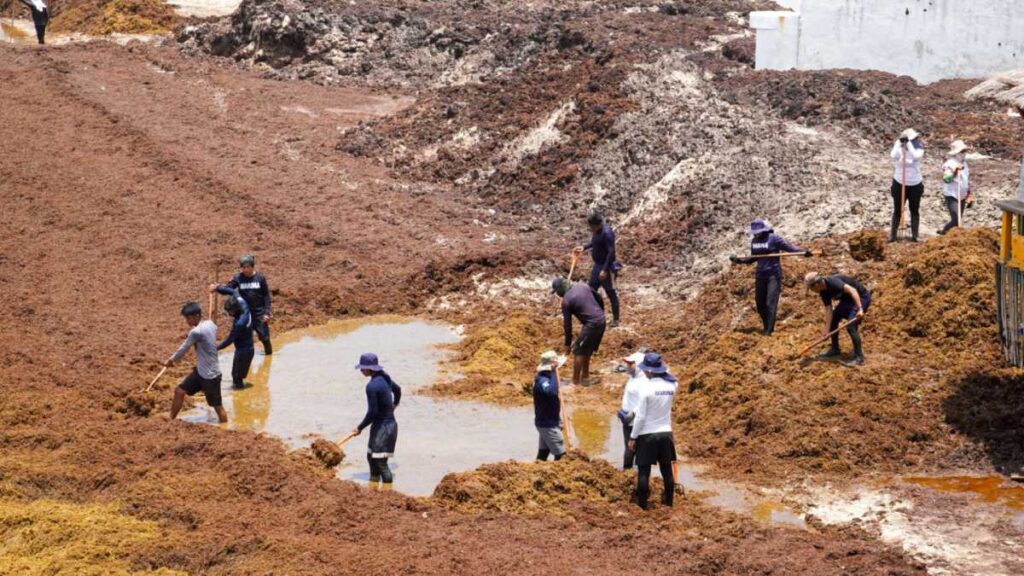 Retiran embarcaciones contra el sargazo en Quintana Roo