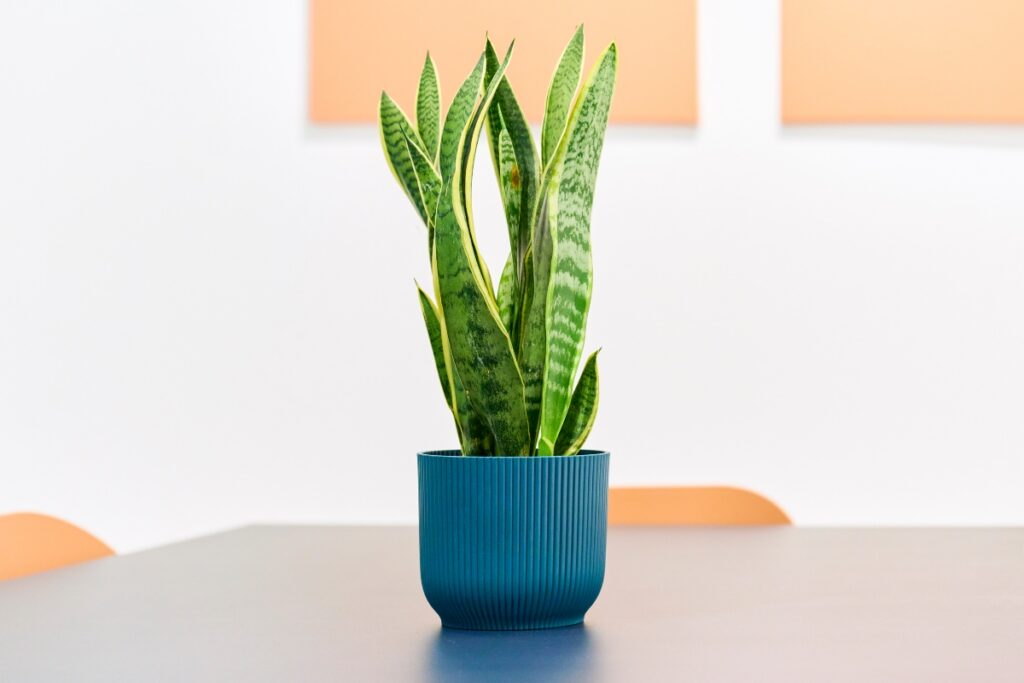 sansevieria