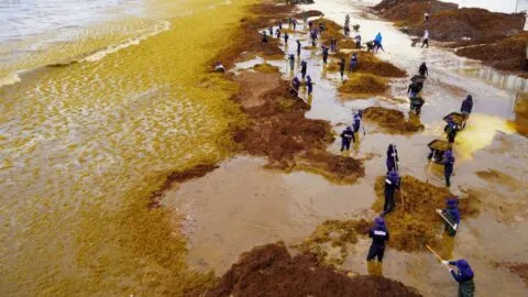 Sargazo invade Playa del Carmen; la arena blanca desaparece bajo el alga marina