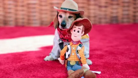 Vestido de Woody: Lucas The Dog, perrito swiftie, brilla en la premier de “Toy Story 5”
