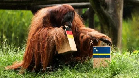 ¿El nuevo pulpo Paul? Walter, el orangután realiza su primera predicción para el Mundial 2026