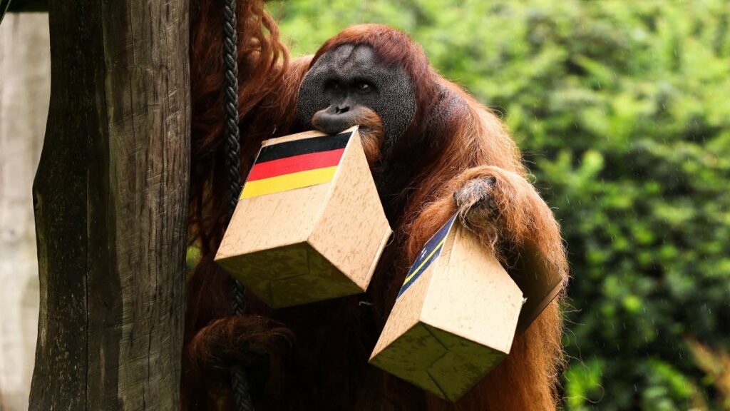 Walter Orangutan Partido Adivino Oraculo