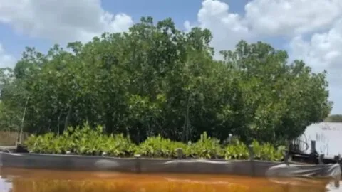 La barrera verde que nació tras el paso del huracán Gilberto