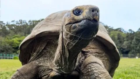 Jonathan, la tortuga más vieja del mundo tiene 194 años: video