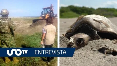 "Tortugas no pueden desovar": activista arremete contra enrocamiento en Nayarit y pide que se aplique la ley