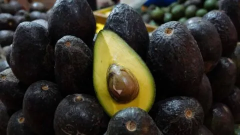 ¿Palta, aguacate o cura? Todas las formas en que se conoce este fruto y el origen de sus nombres