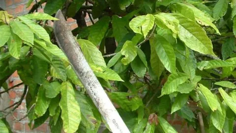 Jinetes se enfrentan con machetes durante festejos en Ahome, Sinaloa