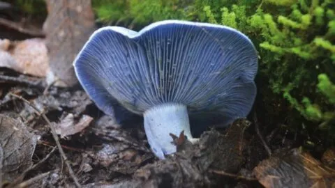 Lanzan alerta en Michoacán por hongos silvestres; hay, al menos, 100 especies tóxicas