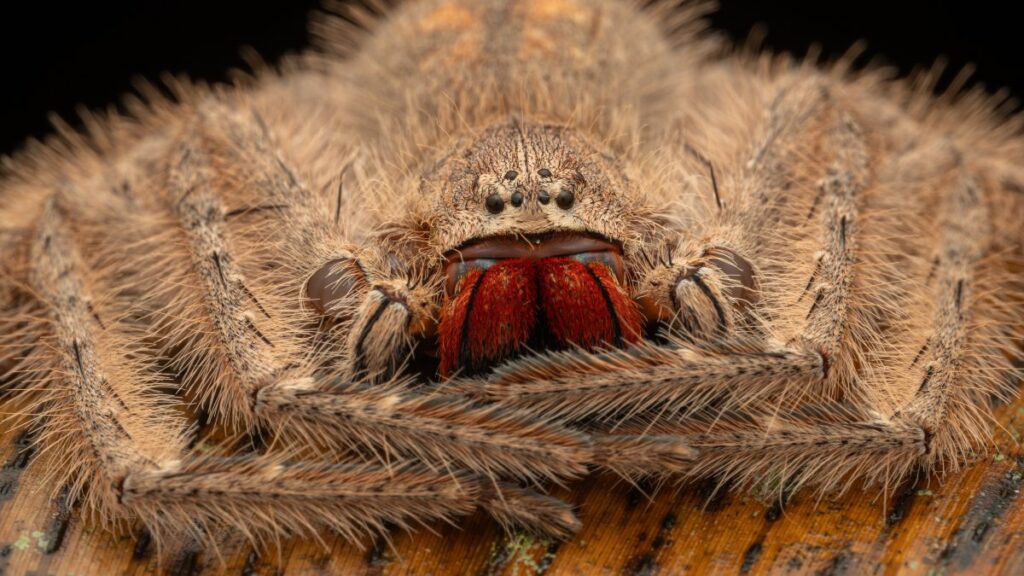 araña