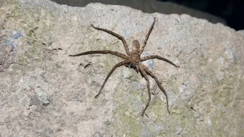 Descubren a la araña más rápida del mundo, puede alcanzar a una persona caminando