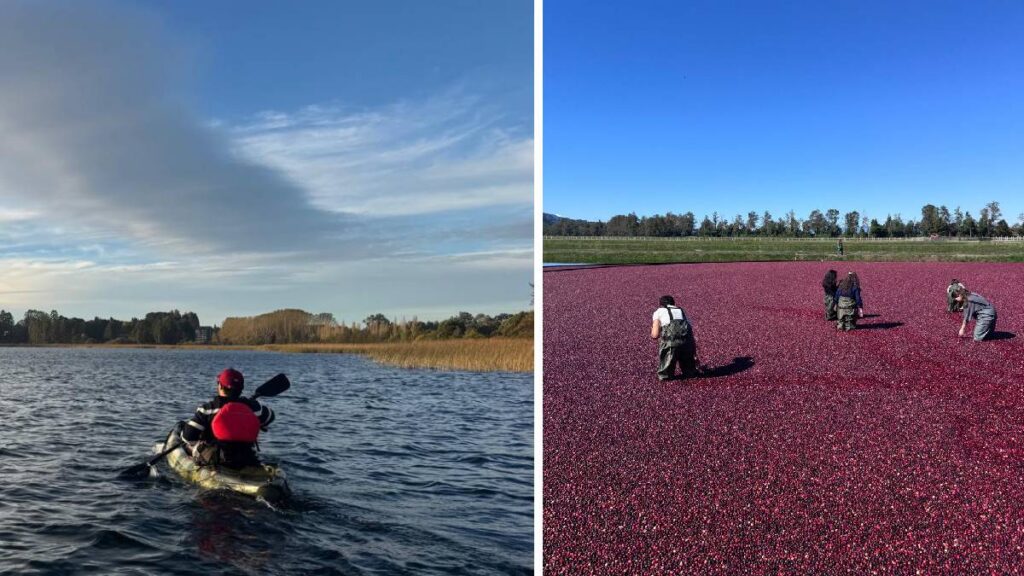 arandano chile turismo cranberry