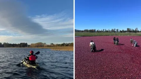 La cosecha más bonita del mundo ocurre en Valdivia y transforma el paisaje del sur de Chile