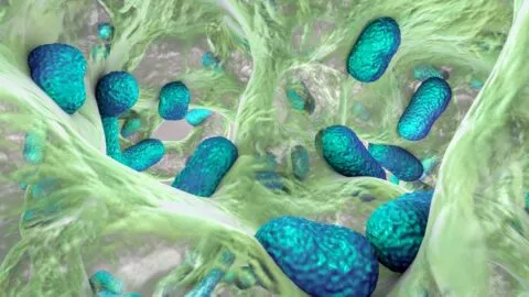 UNAM advierte que bacteria peligrosa para los humanos se aloja en animales, agua y alimentos