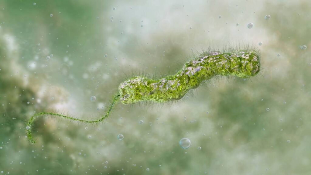 bacteria carnívora