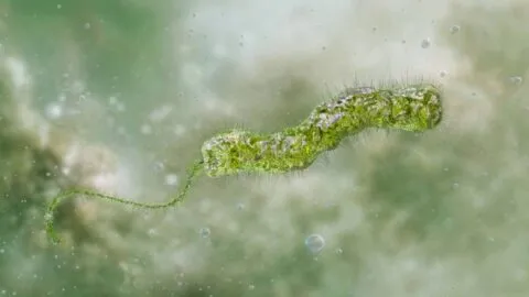 Florida confirma primera muerte por "bacteria carnívora" en 2026; ya suma 12 casos