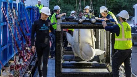 Seis ballenas beluga rescatadas llegan a nuevos hogares en Estados Unidos