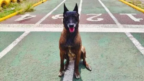 Bruma, la perrita policía, se jubila del escuadrón canino de la Policía de Durango