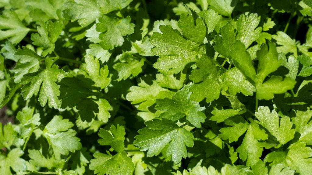 Cilantro y perejil mexicanos