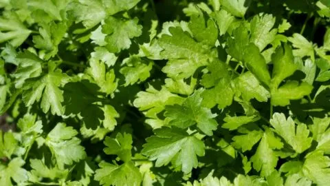 Excomisionado de la FDA señala que brote de diarrea explosiva en EE. UU. podría provenir de cilantro y perejil mexicanos