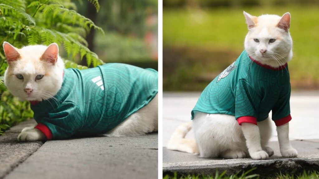 Las imágenes del felino fueron compartidas en las redes oficiales del Gobierno de México rumbo al partido contra Inglaterra.