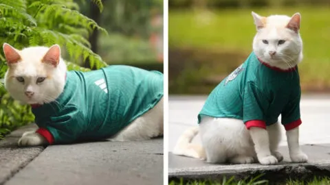 Coco, el gatito de Palacio Nacional, conquista las redes con jersey de la Selección Mexicana