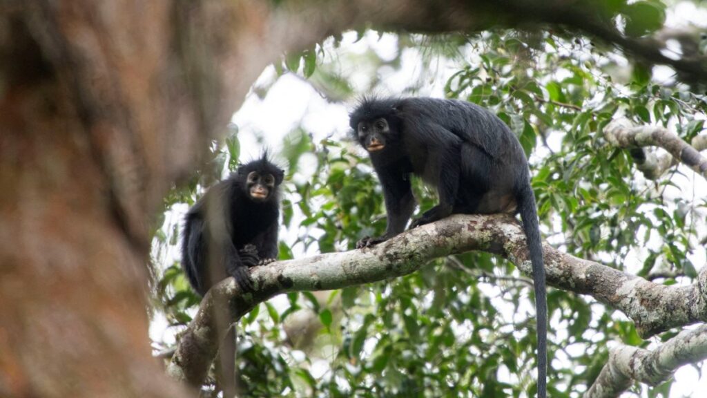 Colobus congoensis
