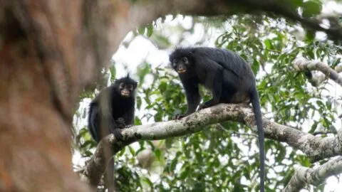 Descubren una nueva especie de mono con cara de máscara en el Congo