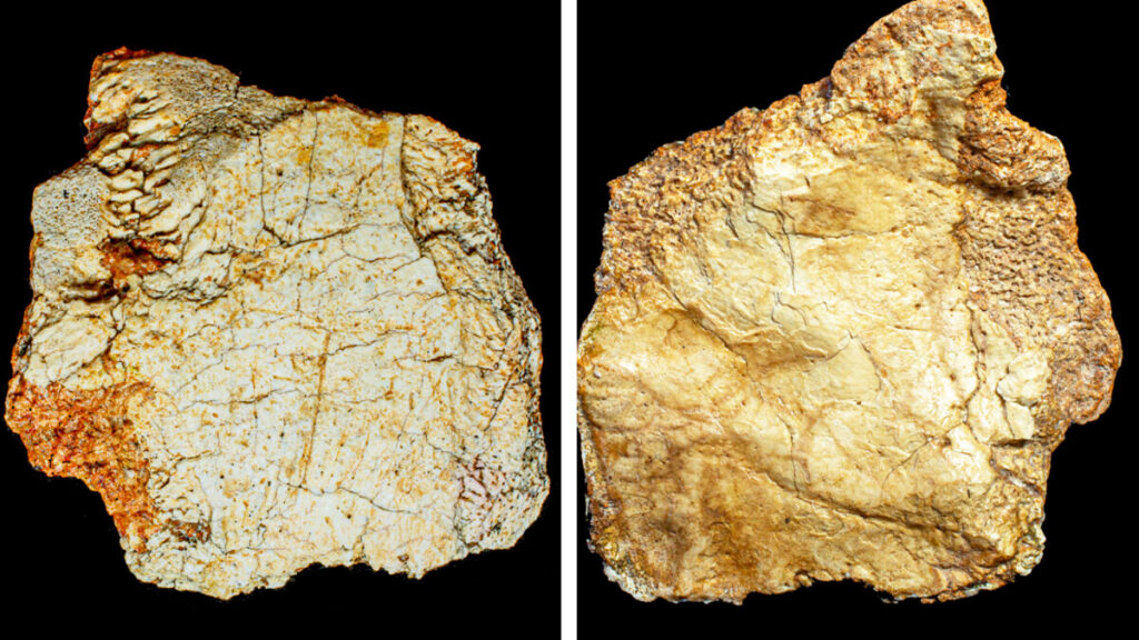 Descubren en el yacimiento de Ruidera un fósil craneal del género Homo de más de 200 mil años