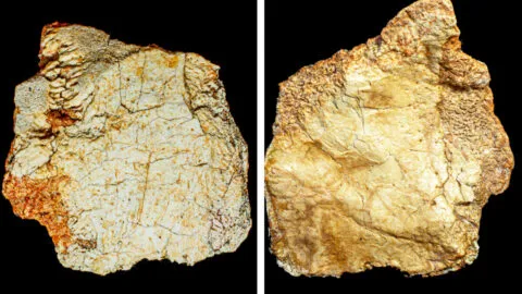¡Increíble! Científicos descubren un fragmento de cráneo humano de más de 200 mil años