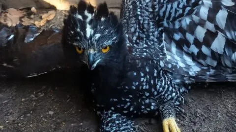 Documentan especimen de águila tirana por primera vez en Sierra Gorda