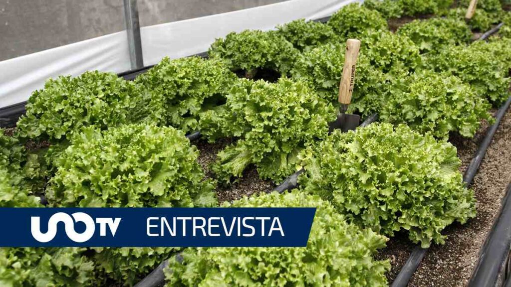 ¿Está en riesgo la exportación de lechuga por brote de cyclospora en Estados Unidos?