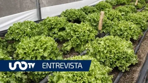 ¿Está en riesgo la exportación de lechuga por brote de cyclospora en EE.UU.?