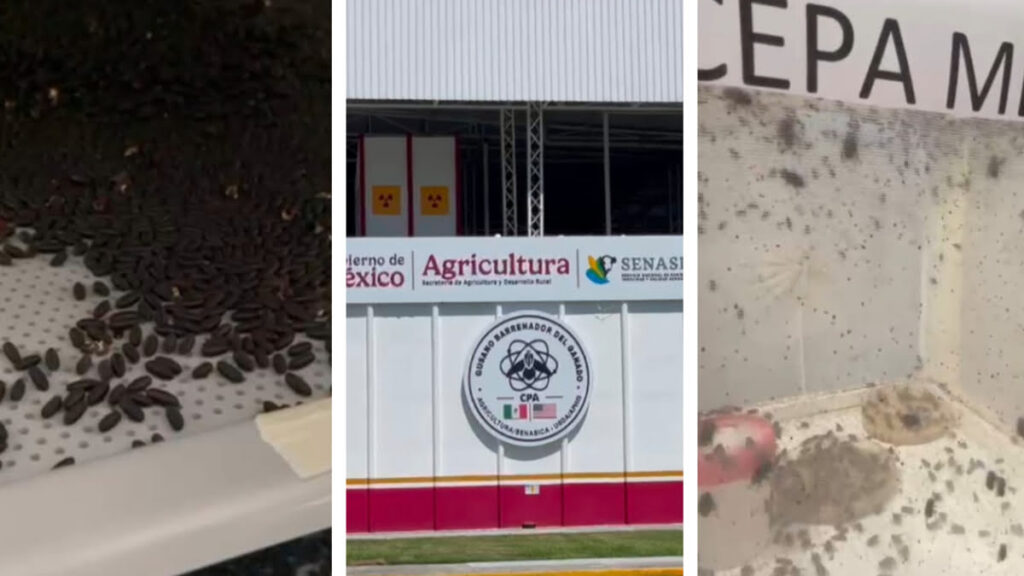 Es la segunda planta de moscas estériles a nivel mundial que ayudará a replegar la plaga.
