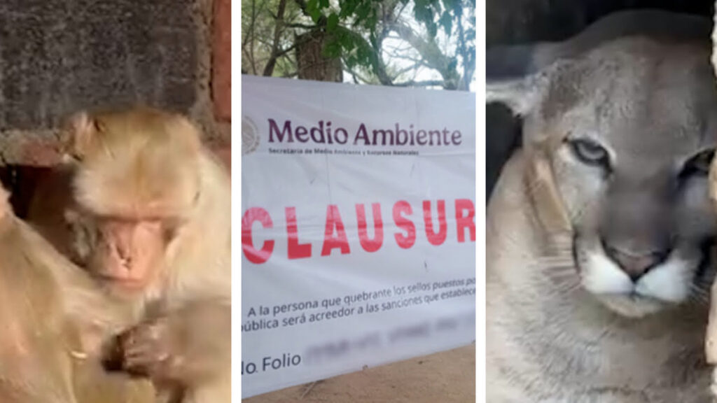 La autoridad analiza el decomiso y reubicación de los animales cuya posesión no sea comprobada.