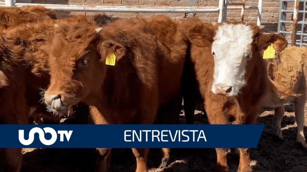 Cierre de exportación de ganado a Estados Unidos dejó pérdidas por 550 mdd en México