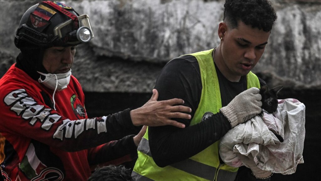 La emotiva historia del gatito rescatado entre escombros 20 días después de terremotos de Venezuela