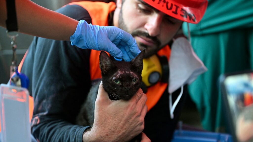 La emotiva historia del gatito rescatado entre escombros 20 días después de terremotos de Venezuela