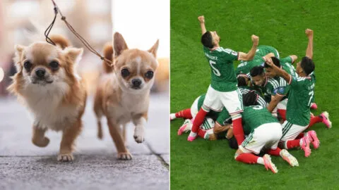 México vs Inglaterra: chihuahuas se reúnen frente a la Embajada Británica para apoyar al Tri; videos